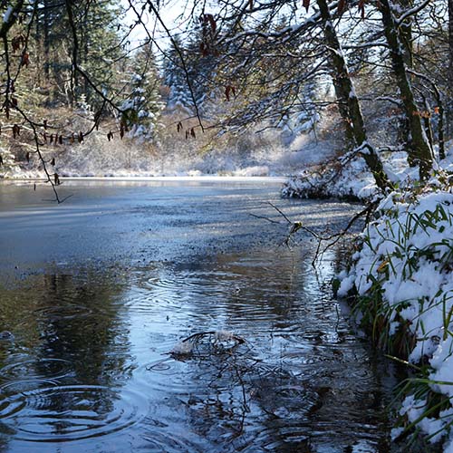Paysage d'hiver aux bassins de la Roudille sous la neige, forêt de hêtres et Douglas à Escoussens, Parc Naturel Régional du Haut-Languedoc.