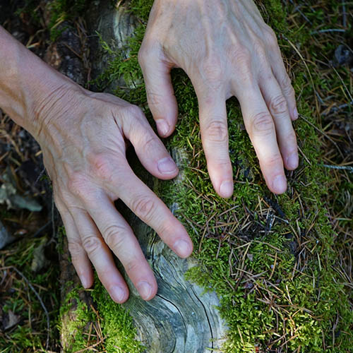 Éveil sensoriel en forêt : mains posées sur une mousse douce et épaisse recouvrant un tronc, exercice de sylvothérapie.