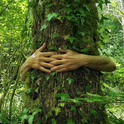Bras enlacés autour d'un large tronc d'arbre recouvert de lierre vert dans une forêt lumineuse.