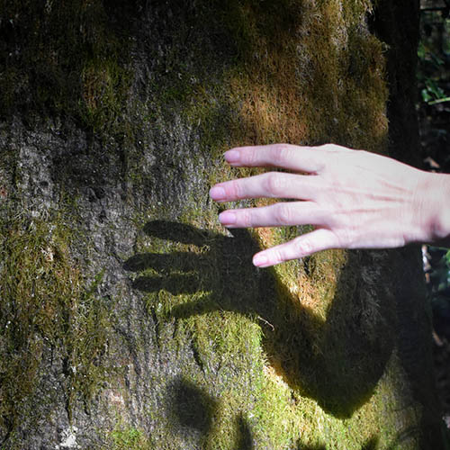 Main s'approchant d'un tronc d'arbre moussu avec son ombre projetée sur l'écorce sous une lumière rasante.