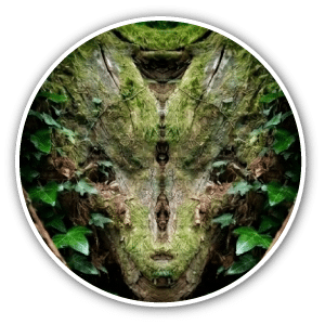 Icône circulaire montrant un visage d'esprit de la forêt sculpté dans l'écorce d'un arbre avec de la mousse verte.
